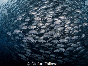 Follow me, I'm right behind you ... !

Big Eye Travely ... by Stefan Follows 